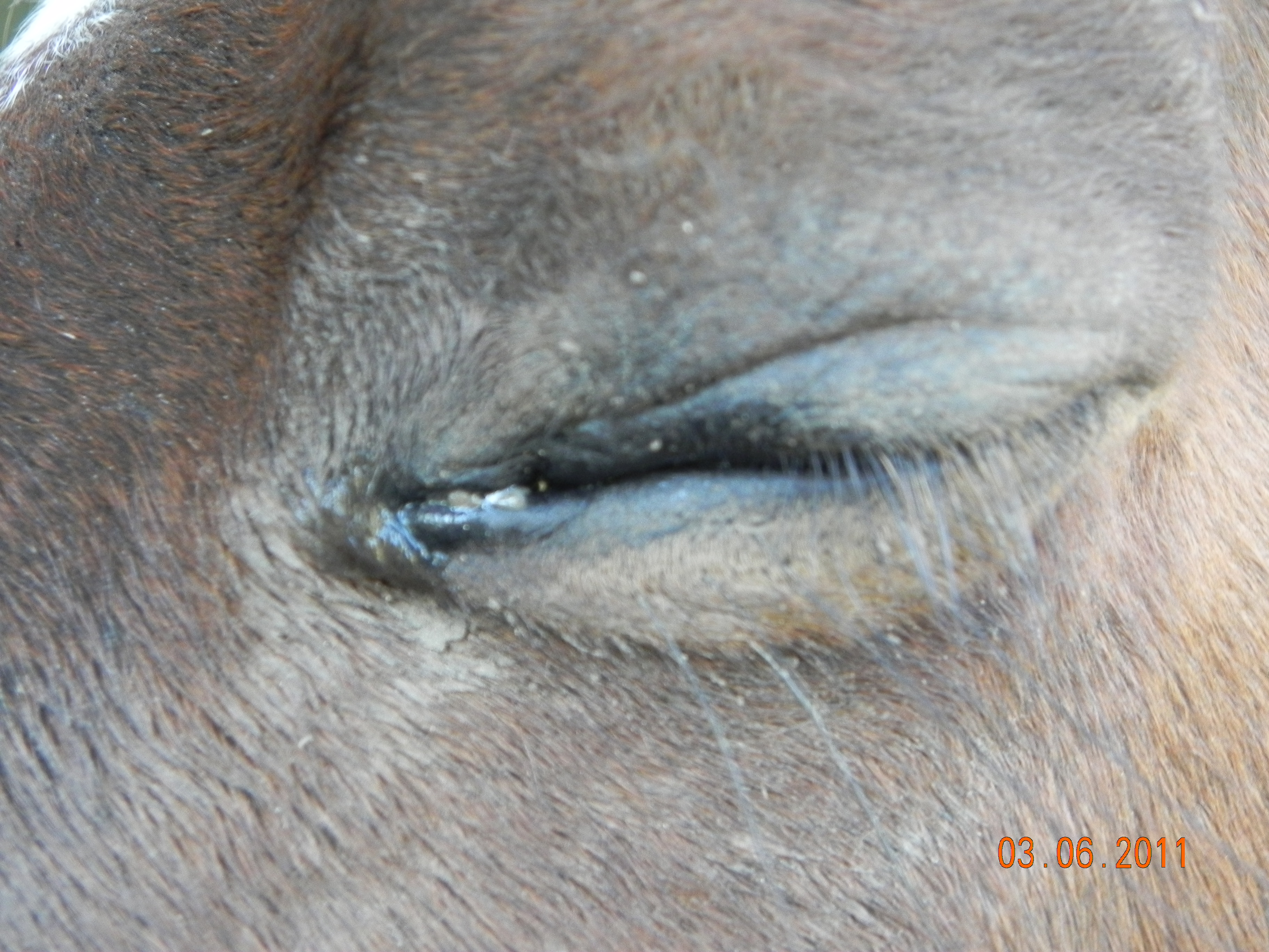 darcy eye 2